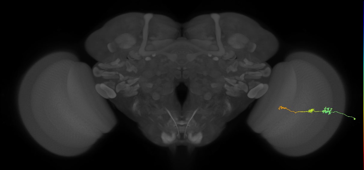 Tm6_R (JRC_OpticLobe:147014)