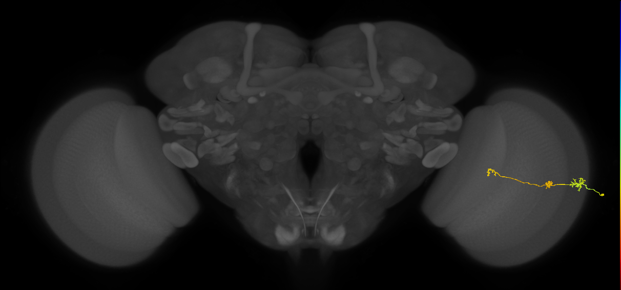 Tm6_R (JRC_OpticLobe:136234)