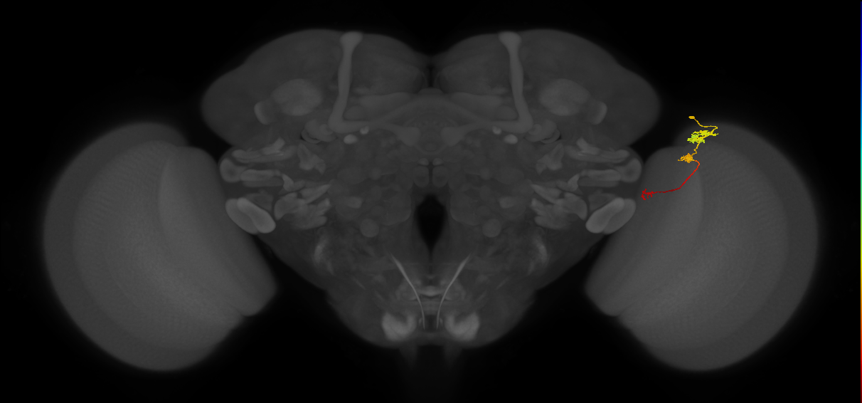 Tm6_R (JRC_OpticLobe:90514)