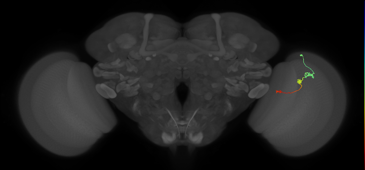 Tm6_R (JRC_OpticLobe:114752)