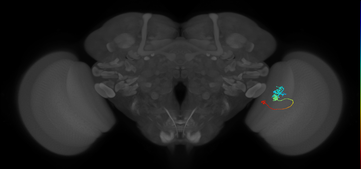 Tm6_R (JRC_OpticLobe:86714)