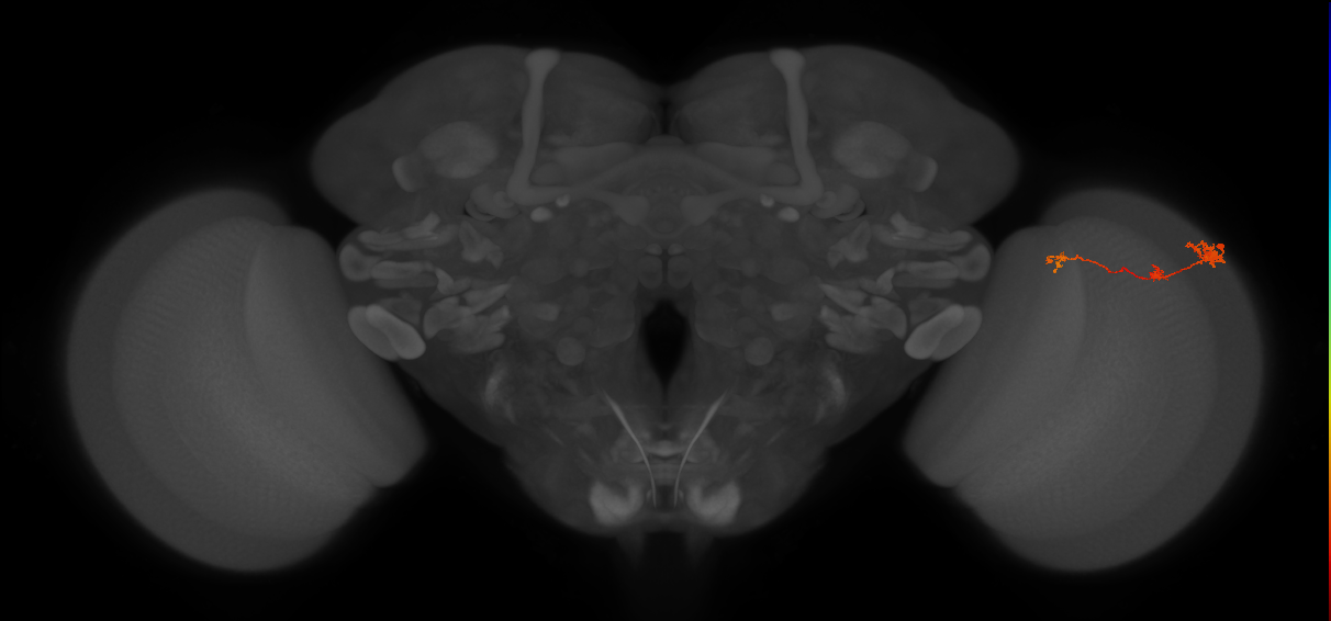 Tm6_R (JRC_OpticLobe:119868)