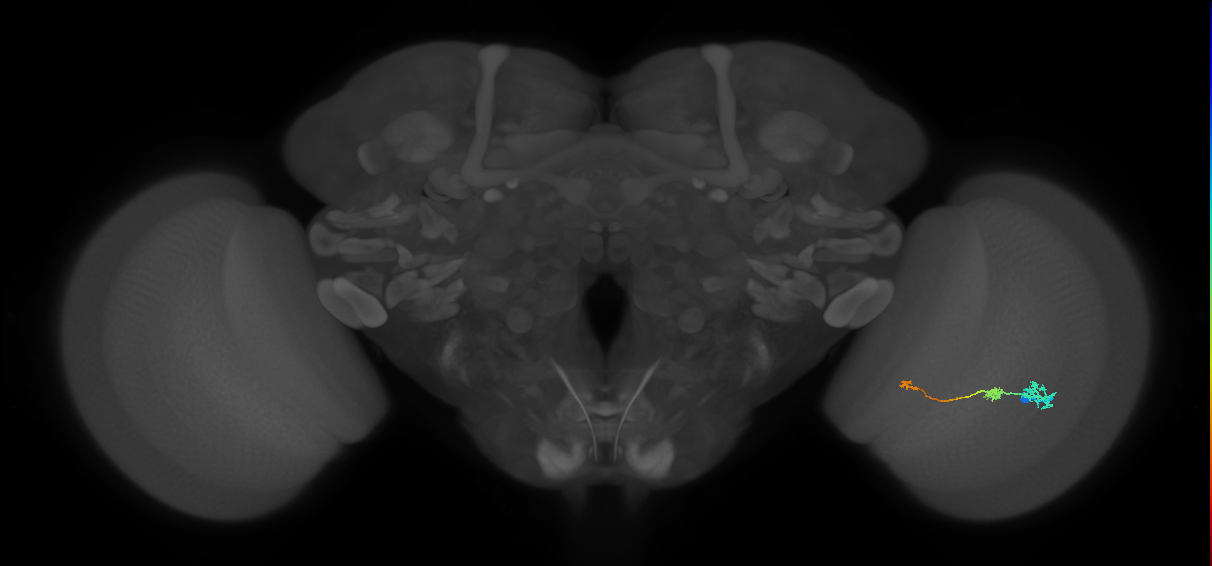 Tm6_R (JRC_OpticLobe:103109)