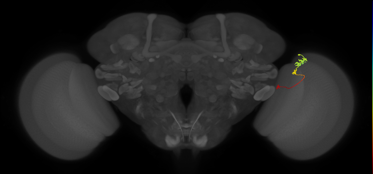 Tm6_R (JRC_OpticLobe:123449)