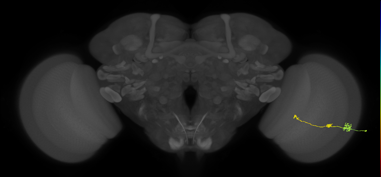 Tm6_R (JRC_OpticLobe:93602)