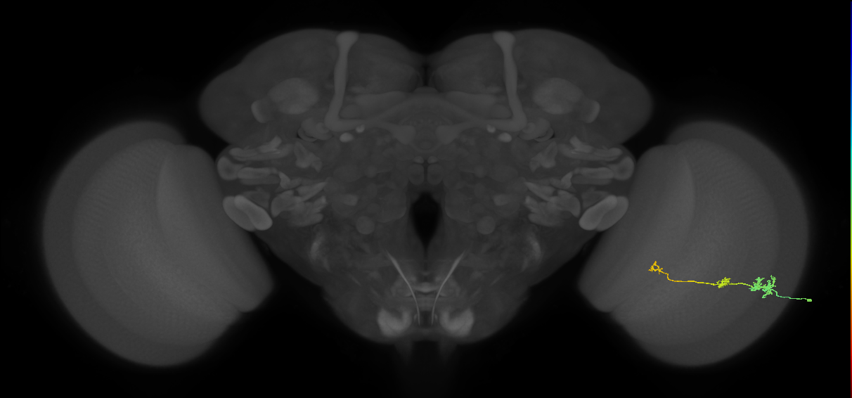 Tm6_R (JRC_OpticLobe:89410)