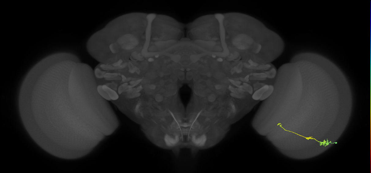 Tm6_R (JRC_OpticLobe:110547)