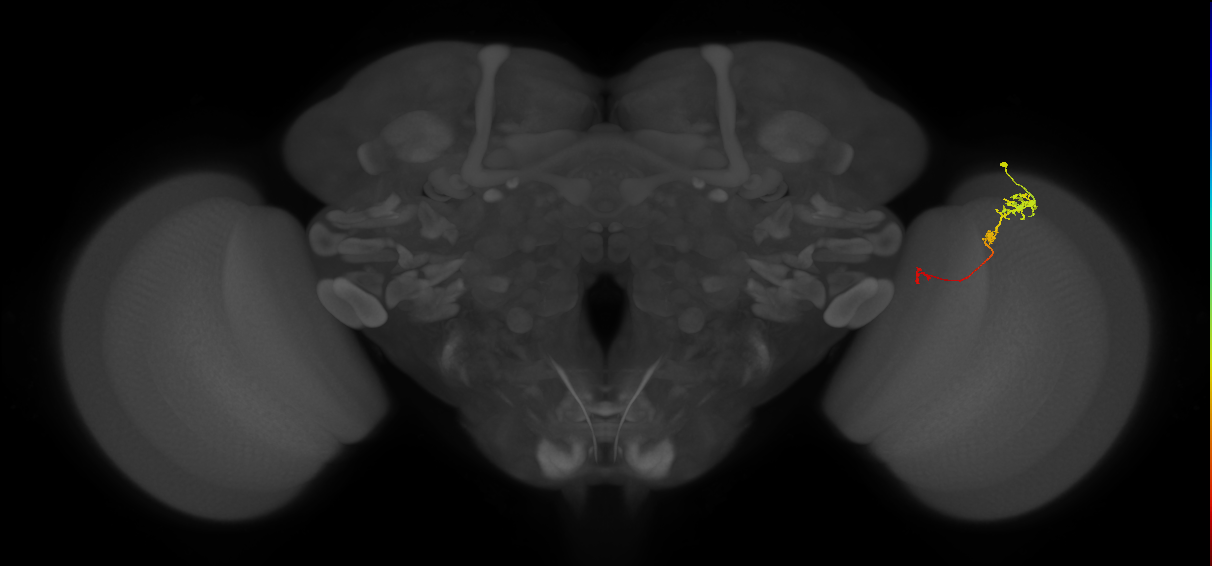 Tm6_R (JRC_OpticLobe:114311)
