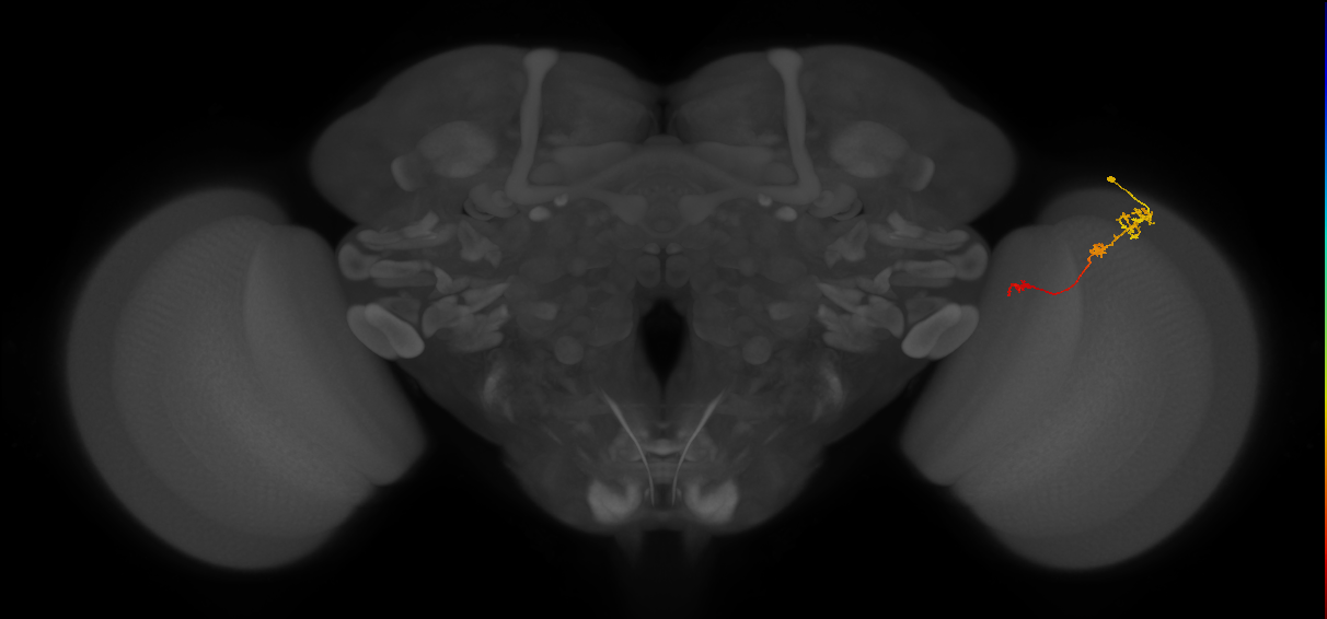 Tm6_R (JRC_OpticLobe:105519)