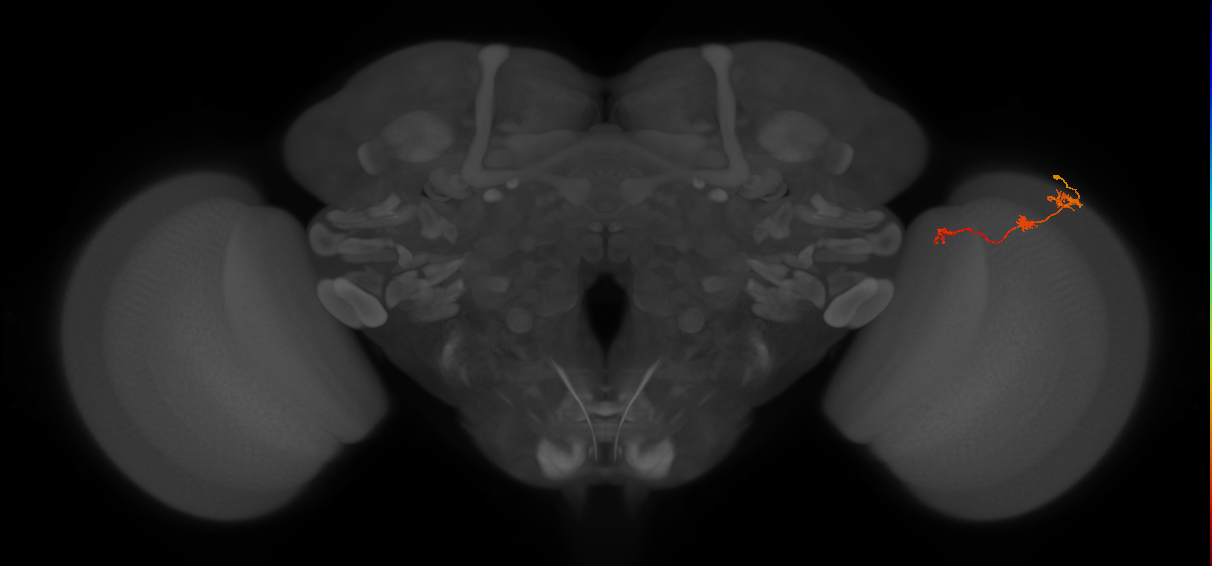 Tm6_R (JRC_OpticLobe:90704)