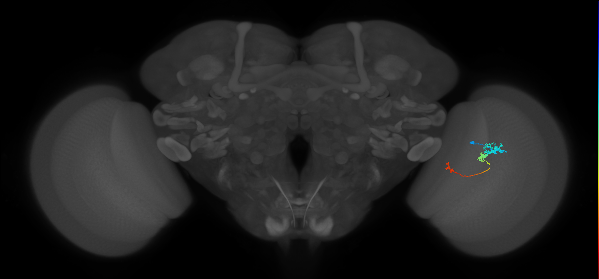 Tm6_R (JRC_OpticLobe:99118)