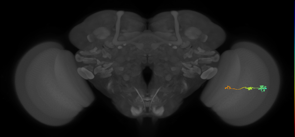 Tm6_R (JRC_OpticLobe:94265)