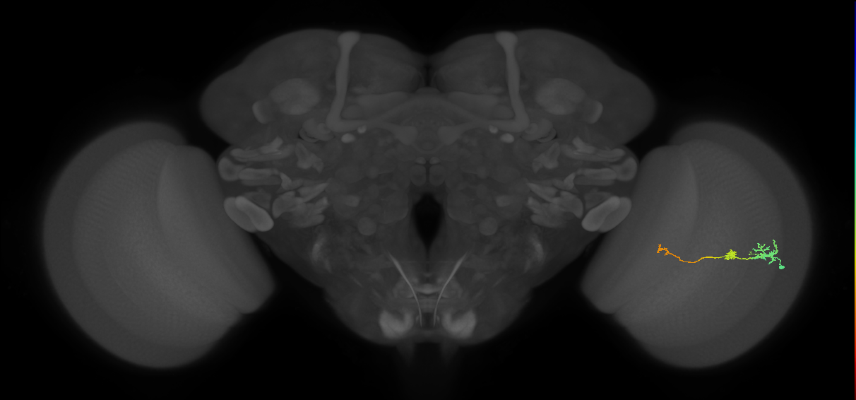 Tm6_R (JRC_OpticLobe:102529)
