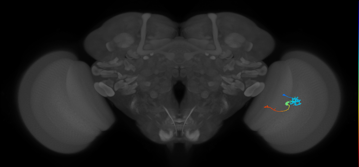 Tm6_R (JRC_OpticLobe:110238)