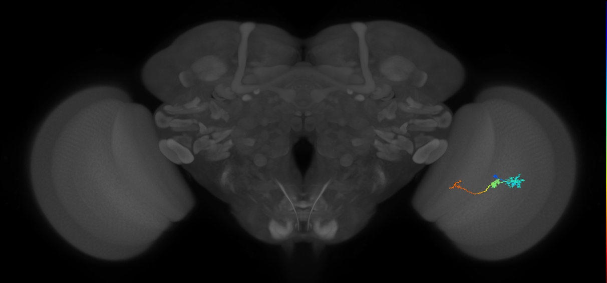 Tm6_R (JRC_OpticLobe:103215)