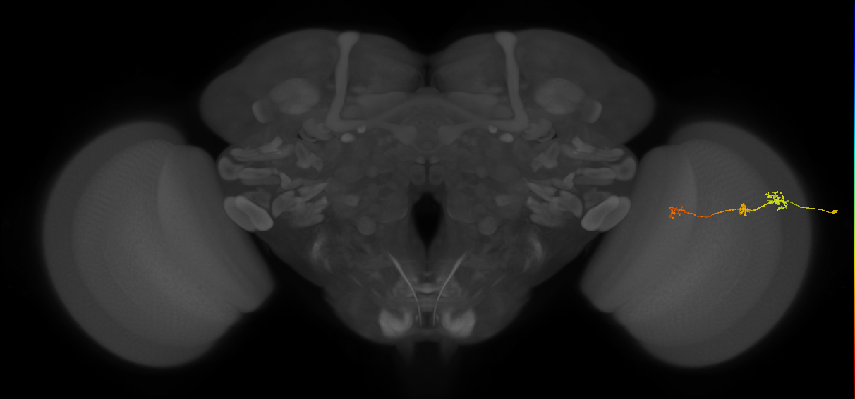 Tm6_R (JRC_OpticLobe:144925)