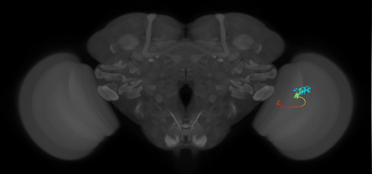 Tm6_R (JRC_OpticLobe:94116)