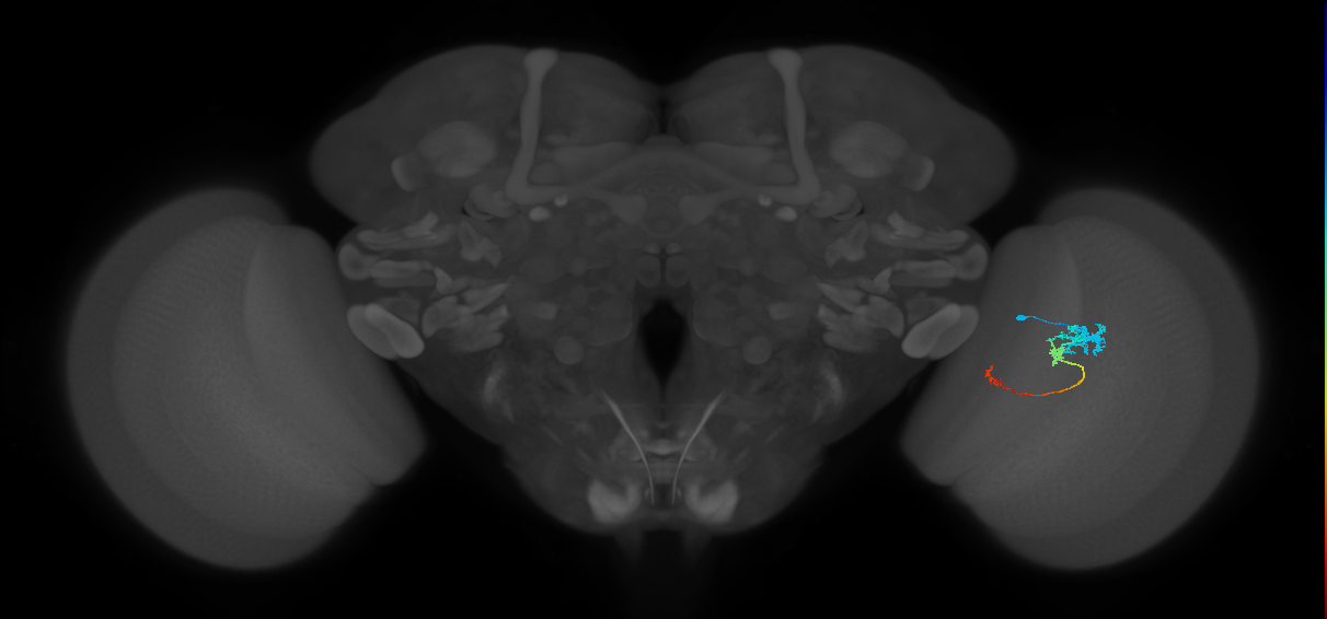 Tm6_R (JRC_OpticLobe:93922)