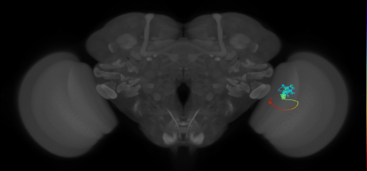 Tm6_R (JRC_OpticLobe:84704)