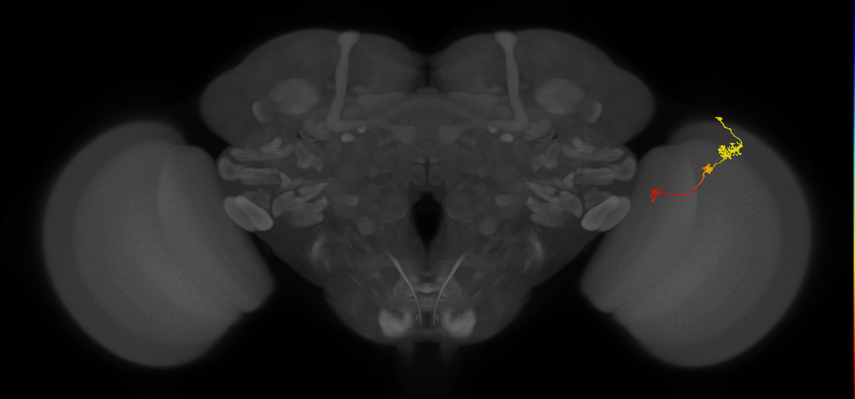 Tm6_R (JRC_OpticLobe:114418)