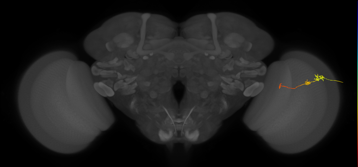 Tm6_R (JRC_OpticLobe:164840)
