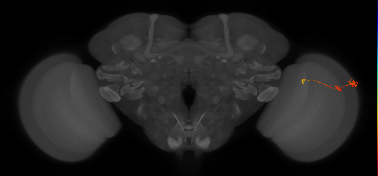 Tm6_R (JRC_OpticLobe:100927)
