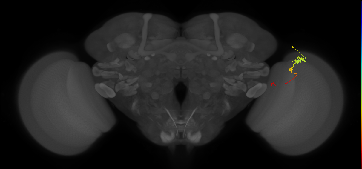 Tm6_R (JRC_OpticLobe:110190)