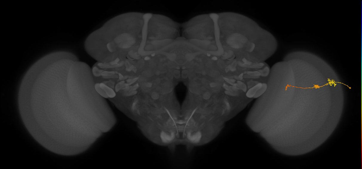 Tm6_R (JRC_OpticLobe:150985)