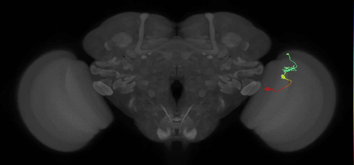 Tm6_R (JRC_OpticLobe:104476)