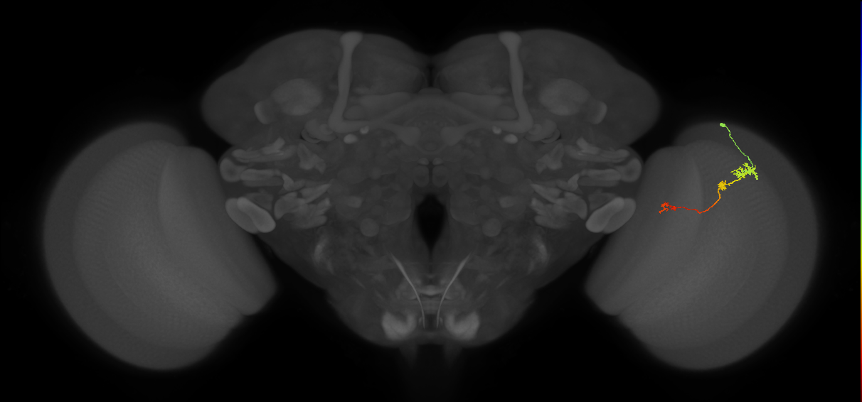 Tm6_R (JRC_OpticLobe:106806)