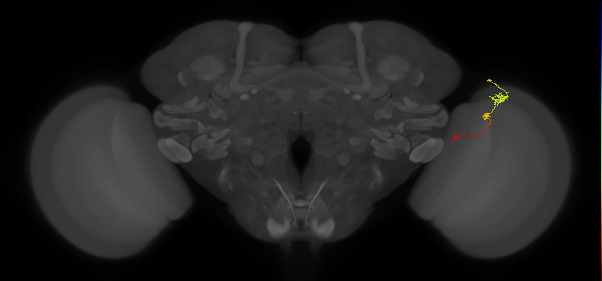 Tm6_R (JRC_OpticLobe:109390)
