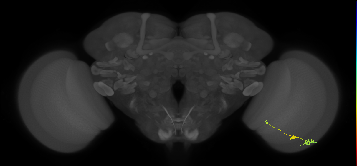 Tm6_R (JRC_OpticLobe:92653)
