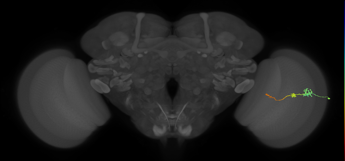 Tm6_R (JRC_OpticLobe:544799)