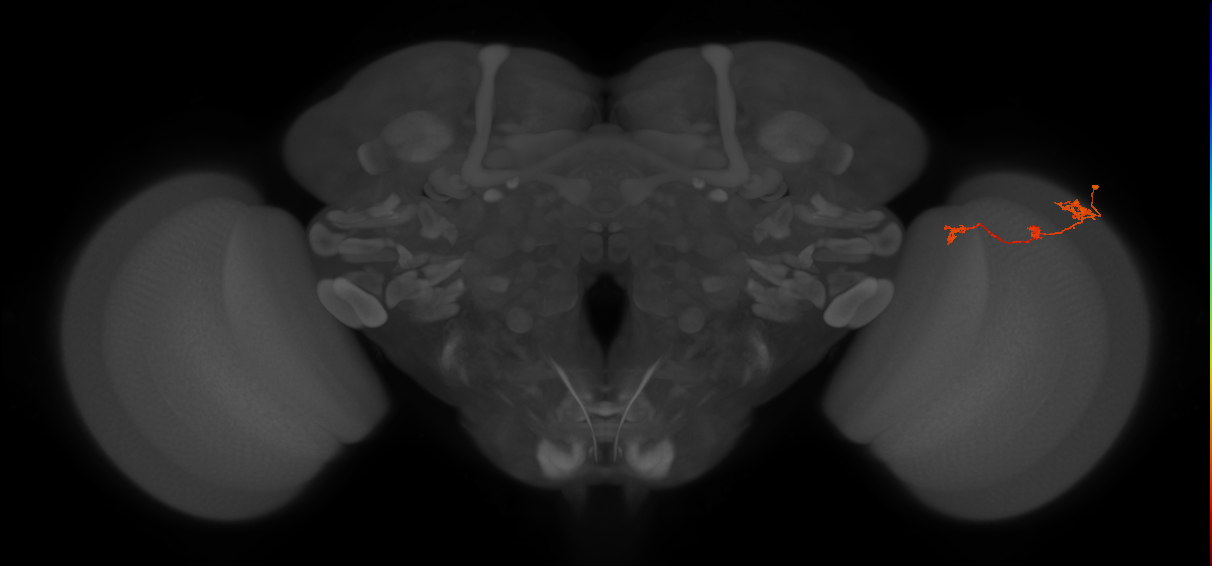 Tm6_R (JRC_OpticLobe:96425)