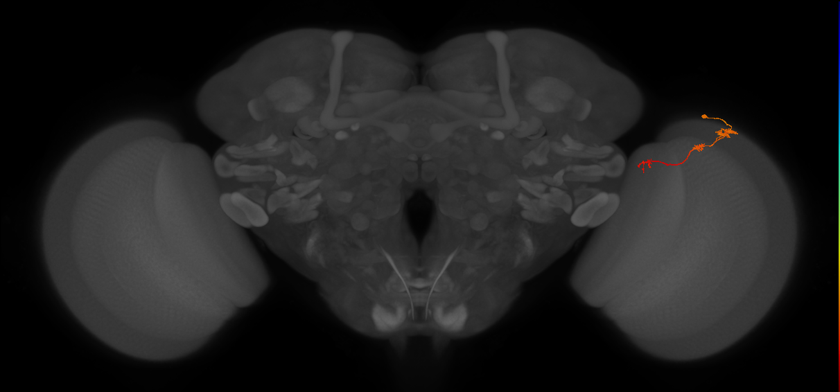 Tm6_R (JRC_OpticLobe:119844)