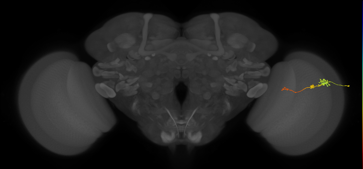 Tm6_R (JRC_OpticLobe:159184)