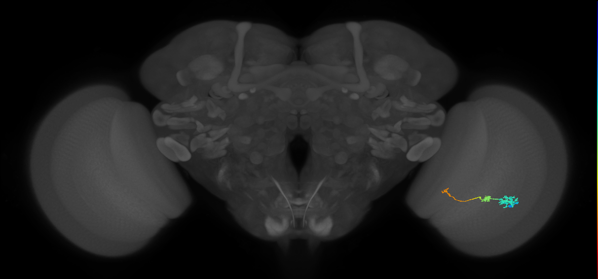 Tm6_R (JRC_OpticLobe:104436)