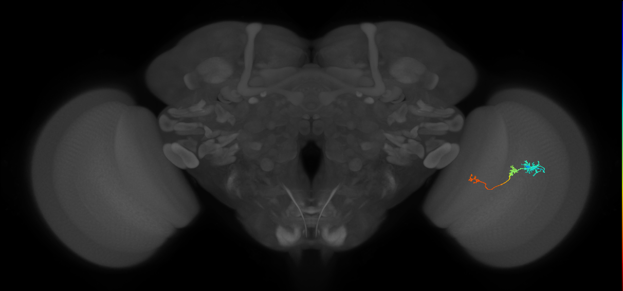Tm6_R (JRC_OpticLobe:97708)