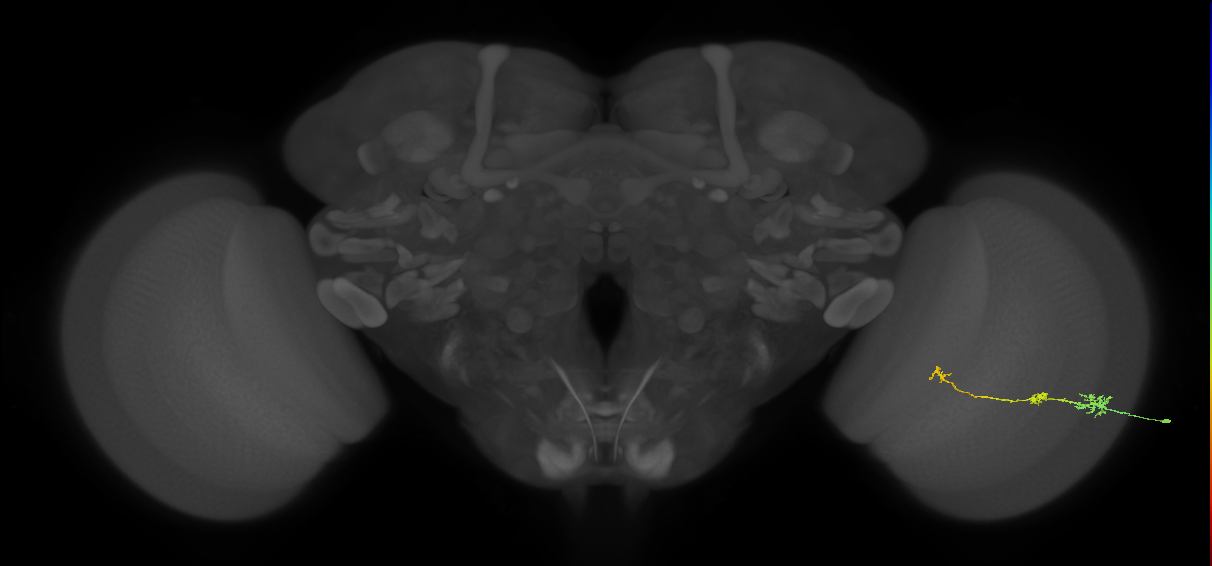 Tm6_R (JRC_OpticLobe:108400)