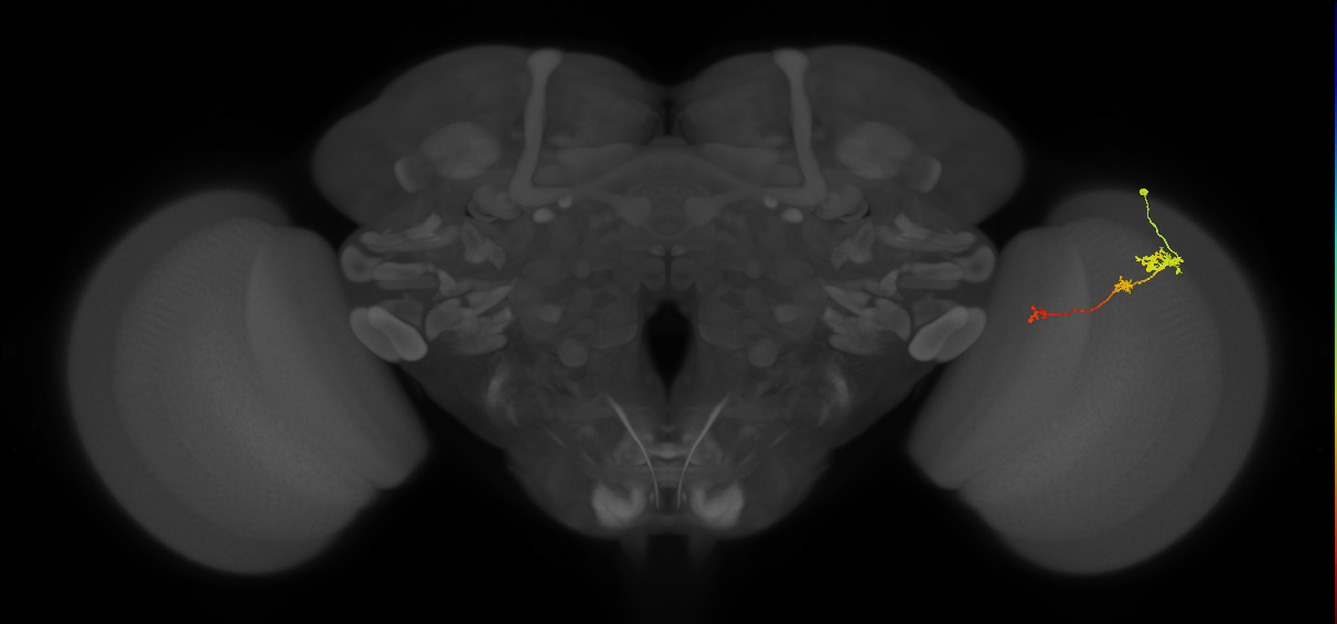 Tm6_R (JRC_OpticLobe:109307)
