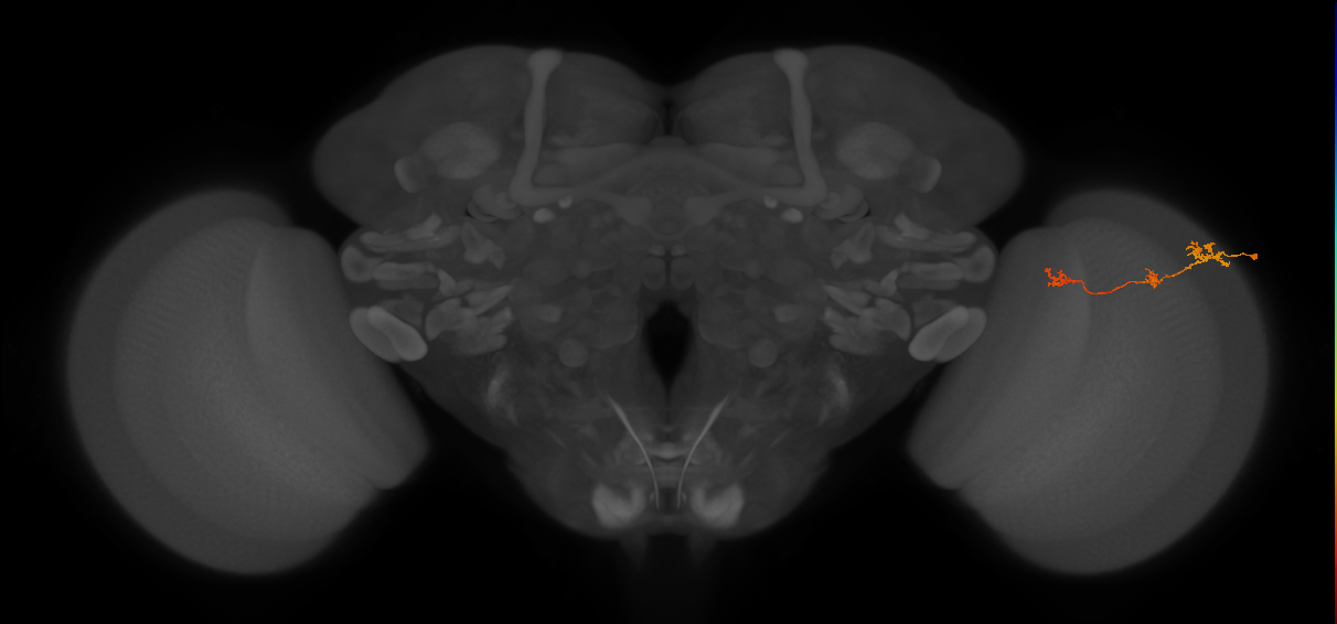Tm6_R (JRC_OpticLobe:110063)