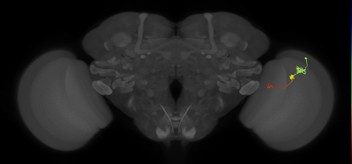 Tm6_R (JRC_OpticLobe:94840)