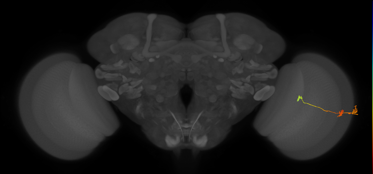 Tm6_R (JRC_OpticLobe:99840)
