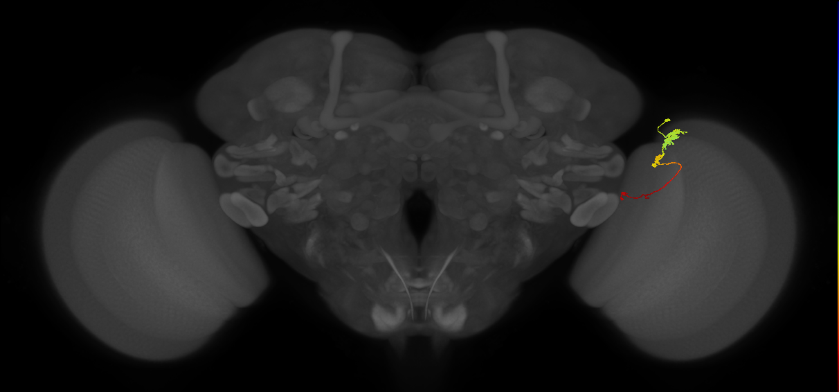 Tm6_R (JRC_OpticLobe:119015)