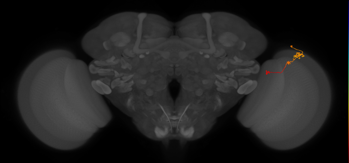 Tm6_R (JRC_OpticLobe:98713)