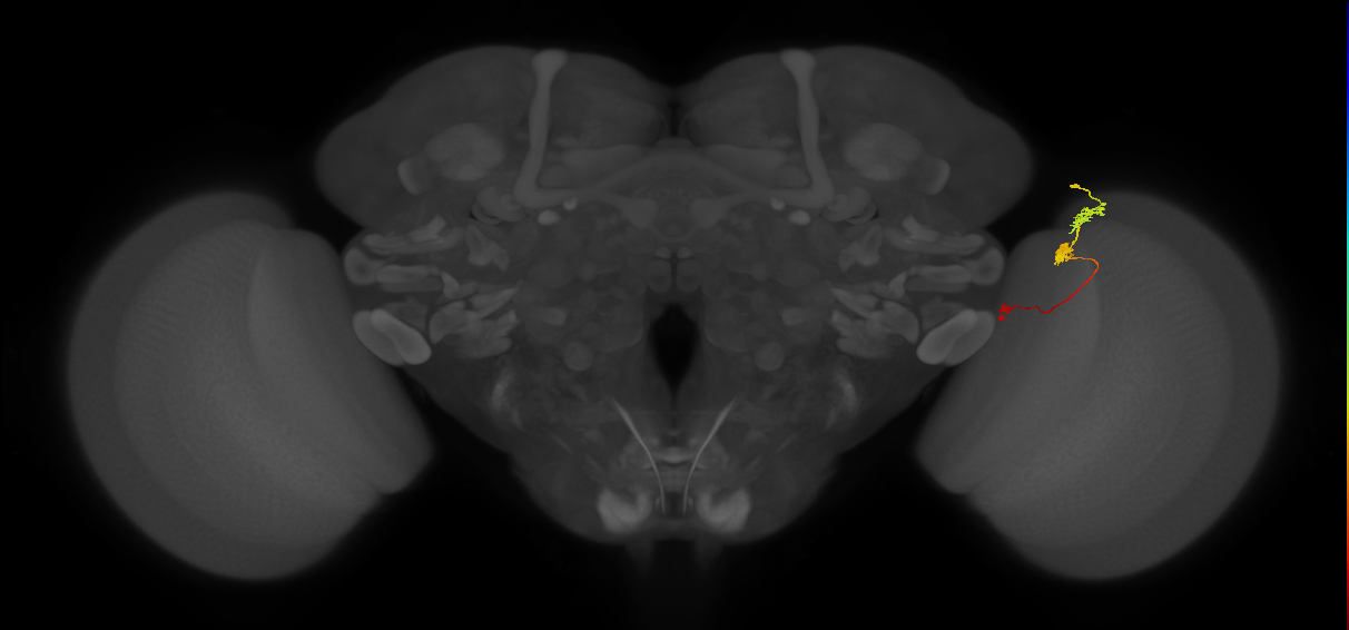 Tm6_R (JRC_OpticLobe:117830)