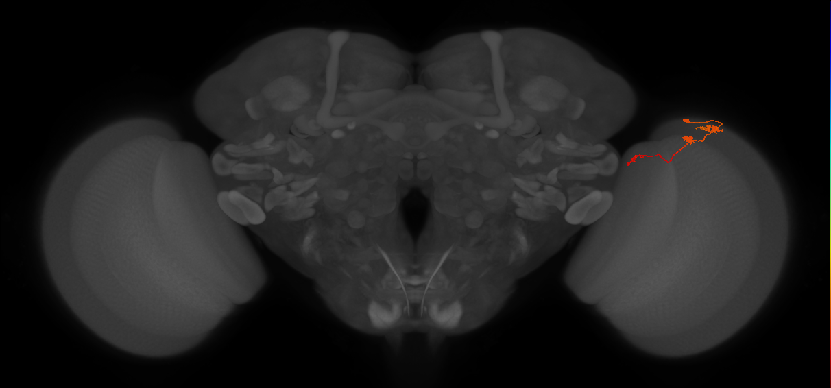 Tm6_R (JRC_OpticLobe:119012)