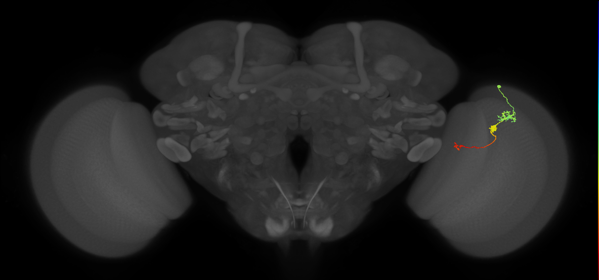 Tm6_R (JRC_OpticLobe:96369)