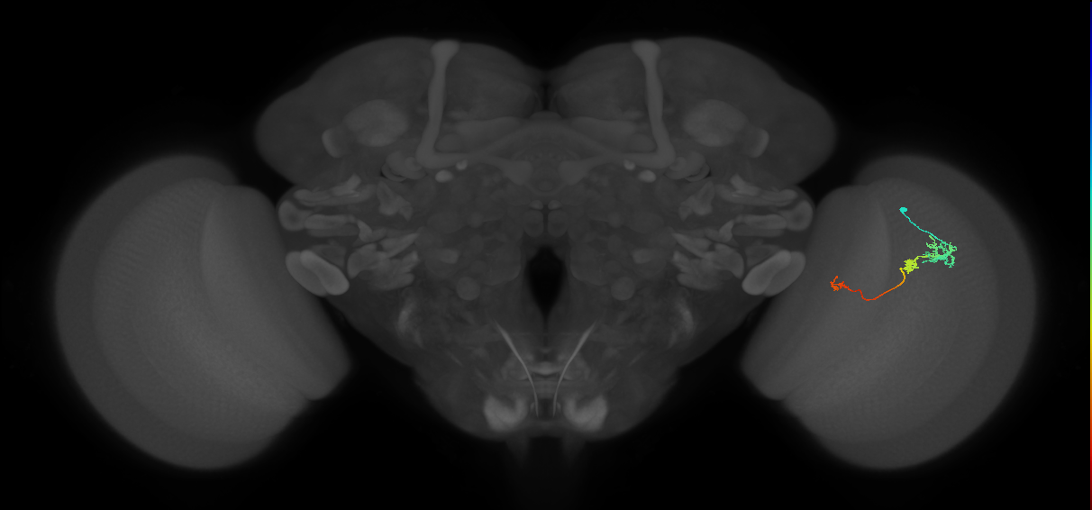 Tm6_R (JRC_OpticLobe:143288)