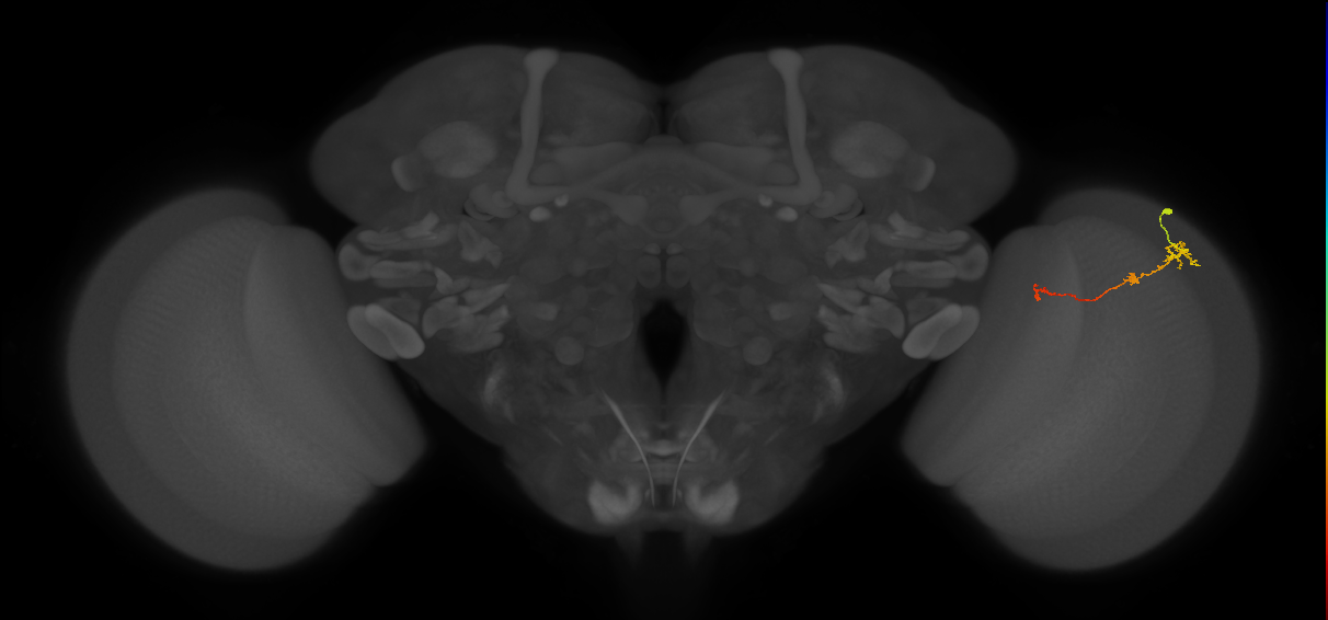 Tm6_R (JRC_OpticLobe:167915)